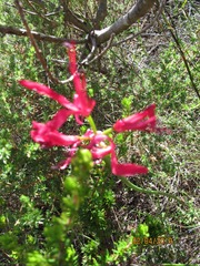 Nerine sarniensis