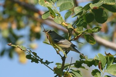 Setophaga pitiayumi insularis