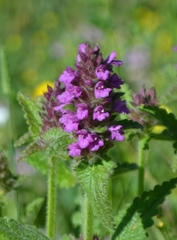 Betonica hirsuta