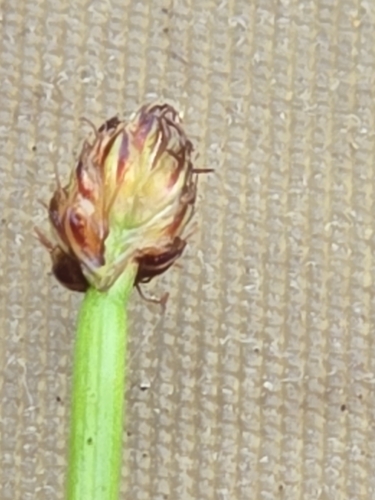 Image of Eleocharis obtusa by no rights reserved