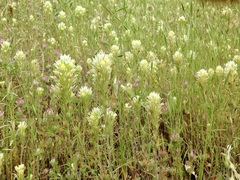Castilleja lineariloba
