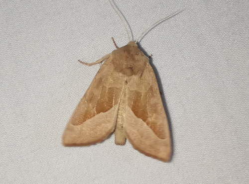 Hydraecia medialis photo 5