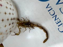 Centruroides tecomanus