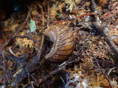 Pseudaneitea