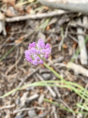 Allium geyeri