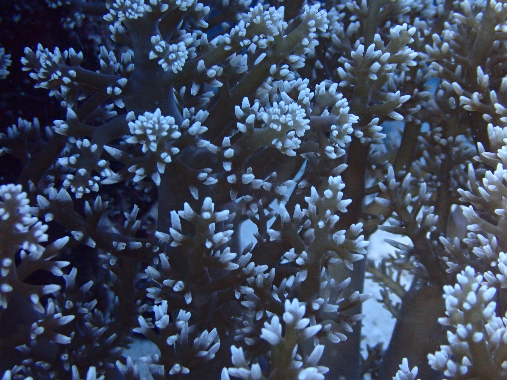 Actinodendron arboreum (Quoy & Gaimard, 1833)