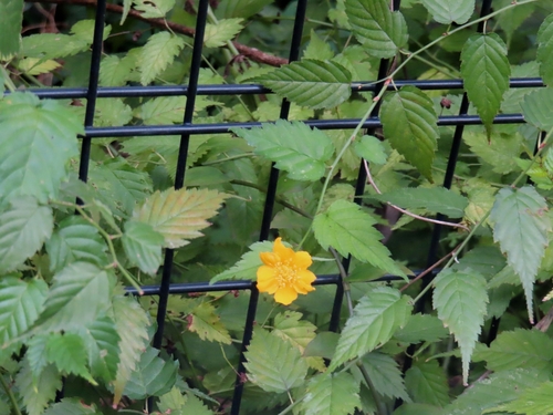 Kerria japonica