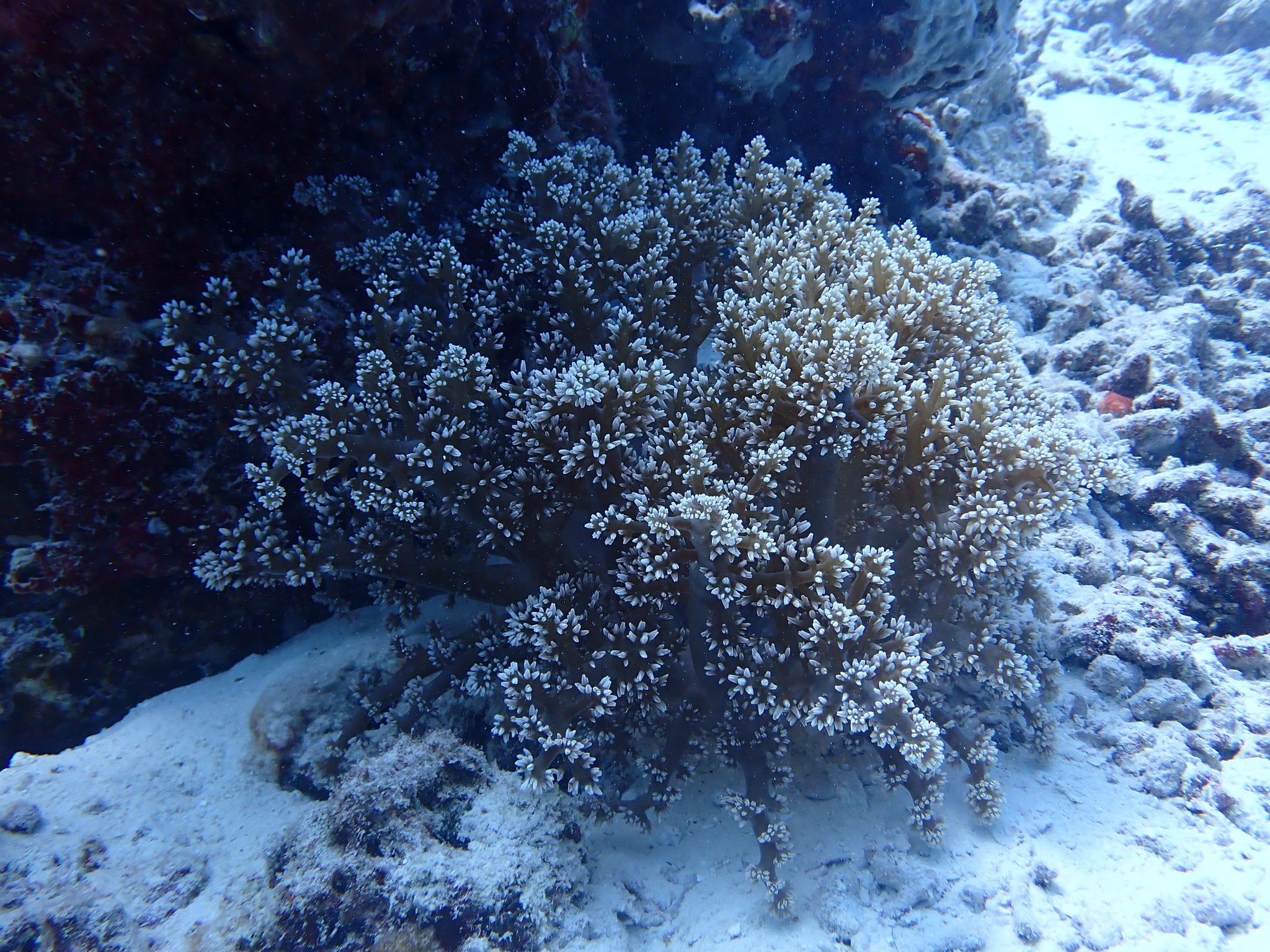 Actinodendron arboreum (Quoy & Gaimard, 1833)