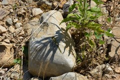 Gomphus