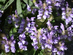 Scutellaria alpina