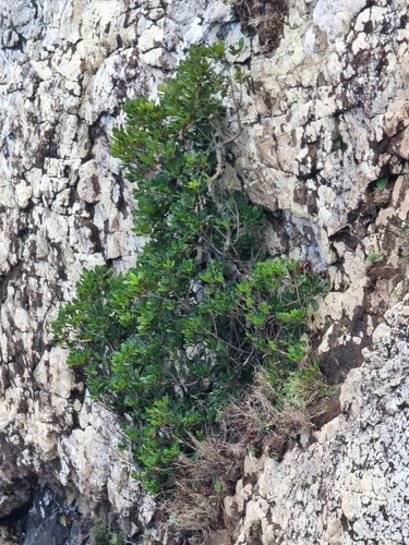 Image of Sideroxylon mirmulano by (c) Vítor Jorge, some rights reserved (CC BY)
