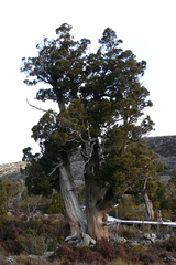Athrotaxis cupressoides