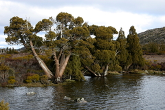 Athrotaxis cupressoides