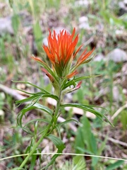 Castilleja wootonii