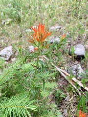 Castilleja wootonii