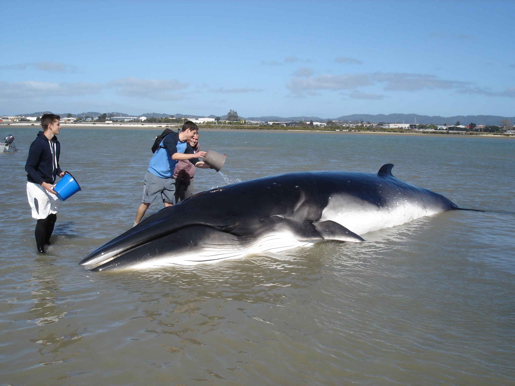 Antarctic Minke Whale Diet