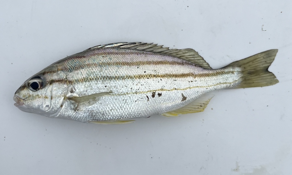 Four lined therapon (Pelates quadrilineatus) — Terapontidae