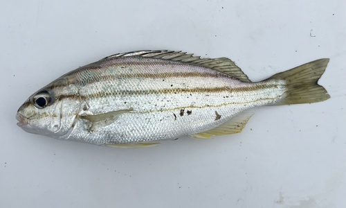 Four lined therapon (Pelates quadrilineatus) — Terapontidae