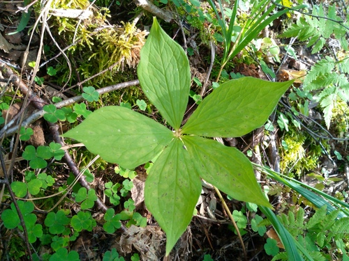 Image of Paris verticillata by (c) Сергей Голубев, some rights reserved (CC BY)