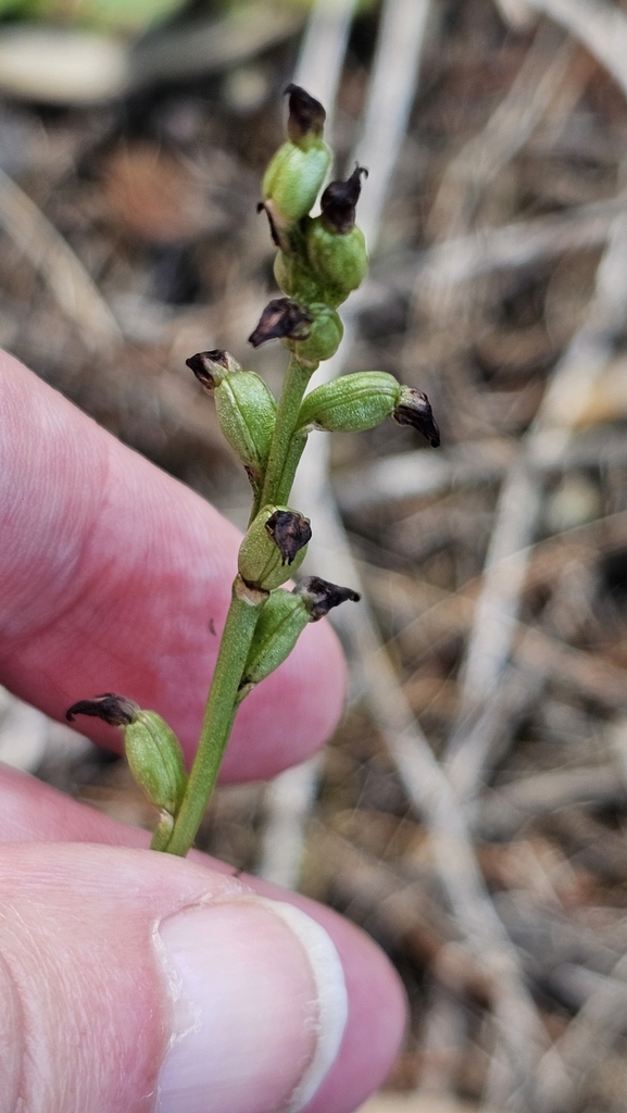 Prasophyllum goldsackii