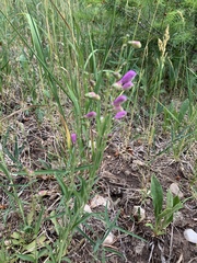 Penstemon neomexicanus