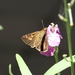 White-brand Grass-Skipper - Photo (c) Donald Hobern, some rights reserved (CC BY)