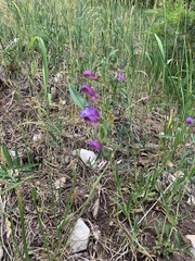 Penstemon neomexicanus