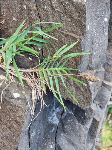 Cocksfoot (Dactylis smithii)