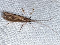 Kosrheithrus tillyardi