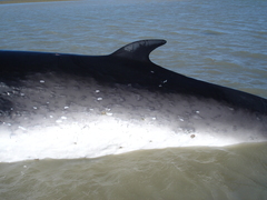 Balaenoptera bonaerensis