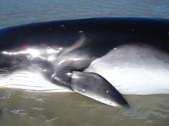 Balaenoptera bonaerensis