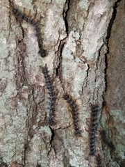 Entomophaga maimaiga