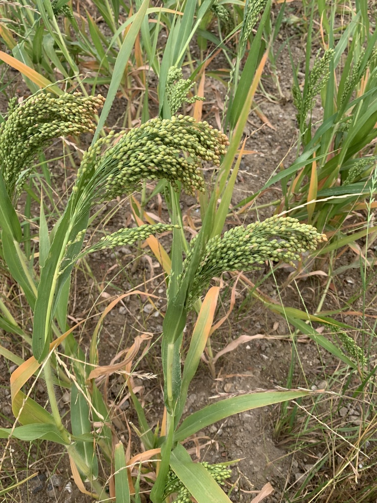 Panicum miliaceum — an easy houseplant, prefers full sun light