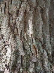 Entomophaga maimaiga