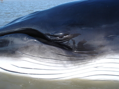 Balaenoptera bonaerensis