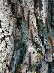 Entomophaga maimaiga