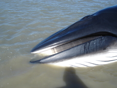 Balaenoptera bonaerensis