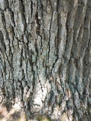 Entomophaga maimaiga