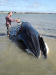 Balaenoptera bonaerensis