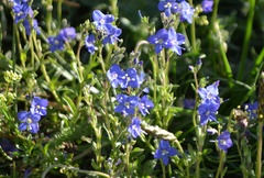 Veronica fruticans