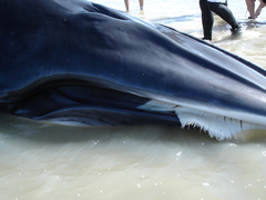Balaenoptera bonaerensis