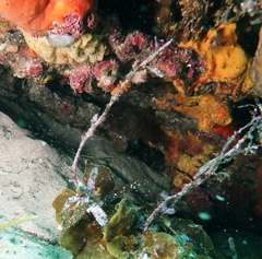 Vincentia conspersa