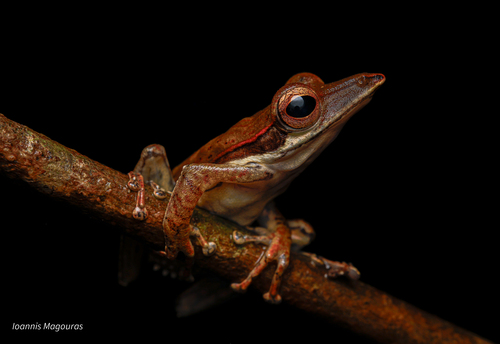 long-snouted tree frog, Taruga longinasus