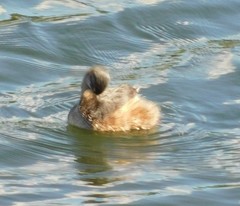 Tachybaptus novaehollandiae