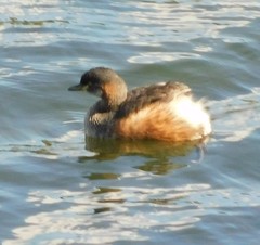 Tachybaptus novaehollandiae