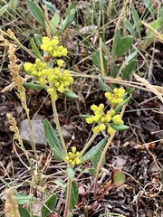 Eriogonum wootonii