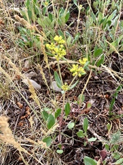 Eriogonum wootonii