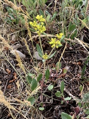 Eriogonum wootonii