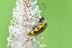 Brachyta interrogationis