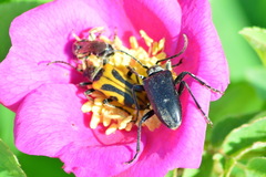 Brachyta interrogationis